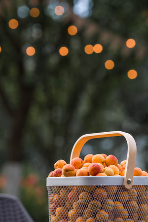 A basket full of apricots on a table in the garden. A harvest of fruit.の写真素材