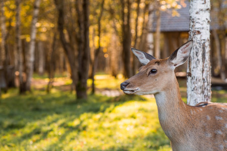 Love for animals. Deer in their natural habitat, in the forest on a private eco-farm. Animal husbandry. Portrait.の写真素材