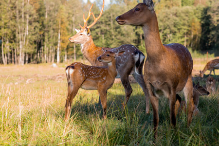 Deer in their natural habitat, in the forest on a private eco-farm. Animal husbandry. Portrait.の写真素材
