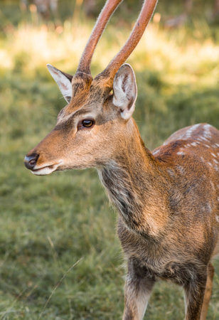 Deer in their natural habitat, in the forest on a private eco-farm. Animal husbandry. Portrait.の写真素材