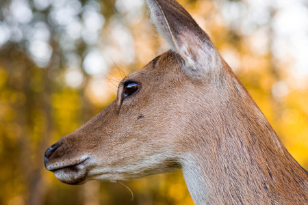 Love for animals. Deer in their natural habitat, in the forest on a private eco-farm. Animal husbandry. Portrait.の写真素材