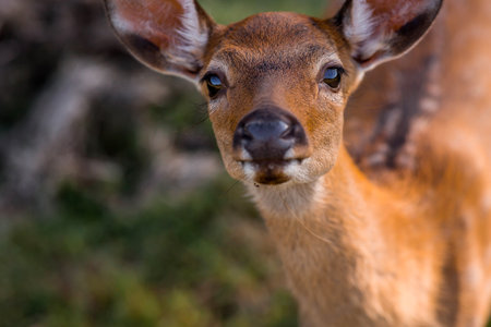Deer in their natural habitat, in the forest on a private eco-farm. Animal husbandry. Portrait.の写真素材