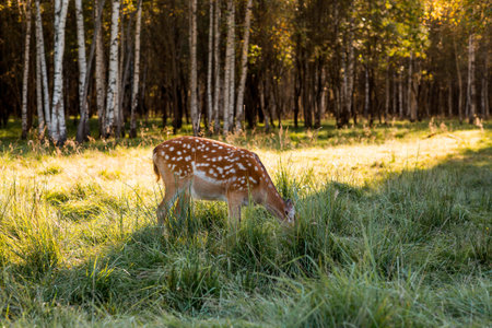 Deer in their natural habitat, in the forest on a private eco-farm. Animal husbandry. Portrait.の写真素材