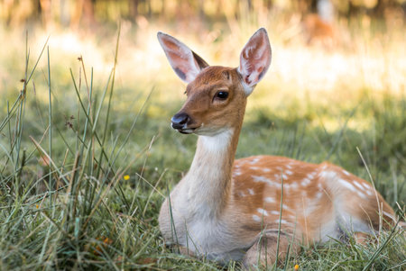 Deer in their natural habitat, in the forest on a private eco-farm. Animal husbandry. Portrait.の写真素材