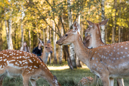 Deer in their natural habitat, in the forest on a private eco-farm. Animal husbandry. Portrait.の写真素材