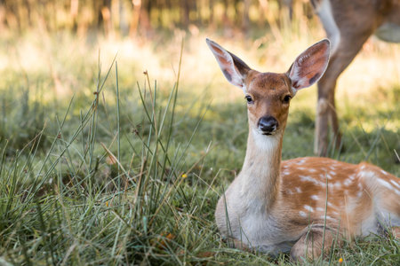 Deer in their natural habitat, in the forest on a private eco-farm. Animal husbandry. Portrait.の写真素材