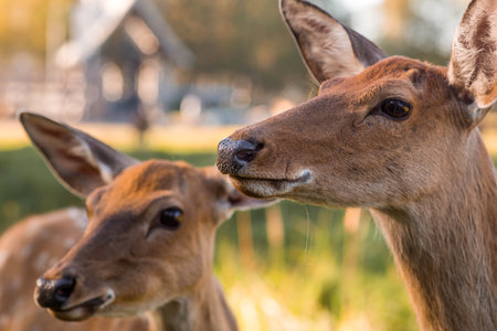 Deer in their natural habitat, in the forest on a private eco-farm. Animal husbandry. Portrait.の写真素材