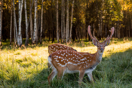 Deer in their natural habitat, in the forest on a private eco-farm. Portrait.の写真素材