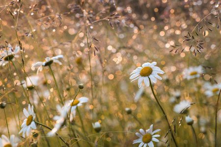 A field of daisies, illuminated by the setting sun, with a beautiful bokeh effect from the dewdrops. A beautiful, summery natural backdrop.の写真素材