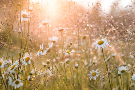 A field of daisies, illuminated by the setting sun, with a beautiful bokeh effect from the dewdrops. A beautiful, summery natural backdrop.の写真素材