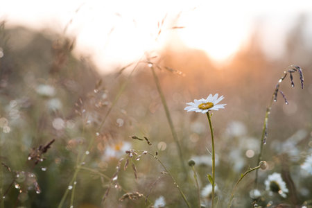 A field of daisies, illuminated by the setting sun, with a beautiful bokeh effect from the dewdrops. A beautiful, summery natural backdrop.の写真素材