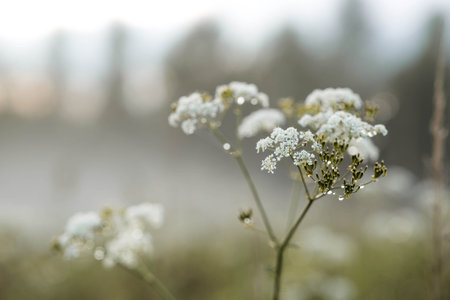 White flowers, Bishop's weed (Aegopodium podagraria), in a misty grass field early in the morning.