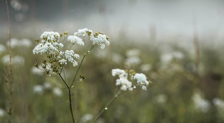 White flowers, Bishop's weed (Aegopodium podagraria), in a misty grass field early in the morning.の写真素材