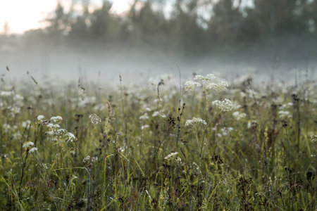 White flowers, Bishop's weed (Aegopodium podagraria), in a misty grass field early in the morning.の写真素材
