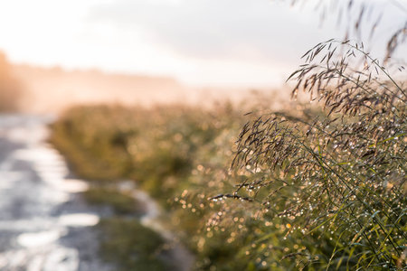 Morning dew on the field grass, illuminated by the rising sun with a beautiful shiny bokeh from the dewdrops.の写真素材