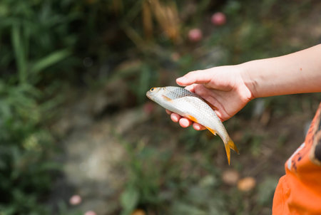 A person holds a caught fish in their hand. A roach with orange fins.の写真素材