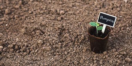 The shoulder blade and pumpkin seedlings are planted in the ground. The concept of spring planting...