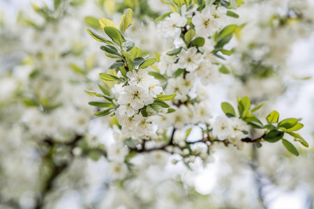 Flowering plum in the garden. White flowers blooming on the tree branches. Macro photography. Spring wallpaper, nature. Blurred background. Banner.の写真素材