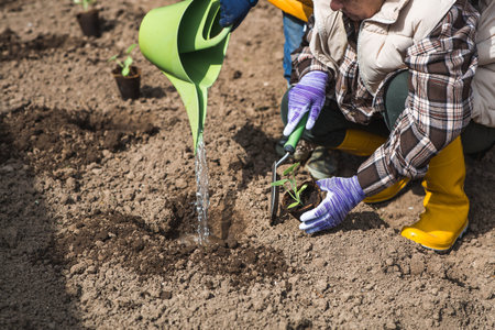 Pumpkin and zucchini seedlings are planted in the ground. Women's hands wearing garden gloves hold a young plant in the ground. The concept of spring vegetable planting and agriculture.の写真素材