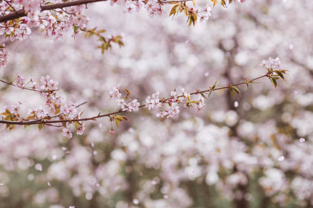 Flowers on the branches of a tree in a Japanese park. Pink sakura is in bloom. Spring is here, and nature is coming to life. Japanese sakura is in bloom in a spring garden.の写真素材