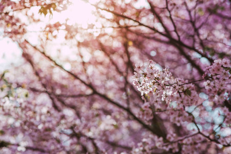 Flowers on the branches of a tree in a Japanese park. Pink sakura is in bloom. Spring is here, and nature is coming to life. Japanese sakura is in bloom in a spring garden.の写真素材