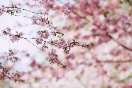 Flowers on the branches of a tree in a Japanese park. Pink sakura is in bloom. Spring is here, and nature is coming to life. Japanese sakura is in bloom in a spring garden.の写真素材