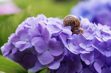 A garden pest. Grape snail (Helix pomatia) on a flowering hydrangea. An edible snail. A terrestrial gastropod mollusk of the Helicidae family.の写真素材