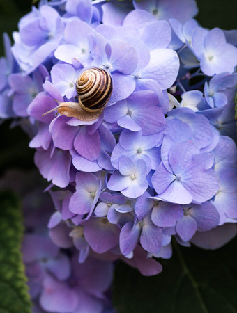 A garden pest. Grape snail (Helix pomatia) on a flowering hydrangea. An edible snail. A terrestrial gastropod mollusk of the Helicidae family.の写真素材