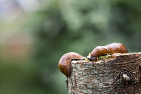 Close-up of the Spanish slug Arion lusitanicus. Large, slimy brown snails crawl around the garden....