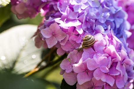 A garden pest. Grape snail (Helix pomatia) on a flowering hydrangea. An edible snail. A terrestrial gastropod mollusk of the Helicidae family.の写真素材
