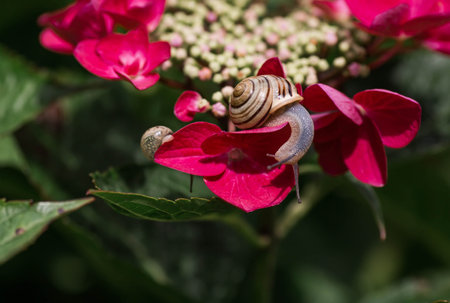 A garden pest. Grape snail (Helix pomatia) on a flowering hydrangea. An edible snail. A terrestrial gastropod mollusk of the Helicidae family.の写真素材