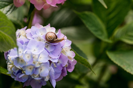 A garden pest. Grape snail (Helix pomatia) on a flowering hydrangea. An edible snail. A terrestrial gastropod mollusk of the Helicidae family.の写真素材