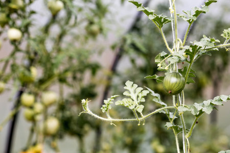 Growing watermelons in a greenhouse. Stems, green leaves, and a small watermelon. Gardening and harvesting for a healthy diet.の写真素材