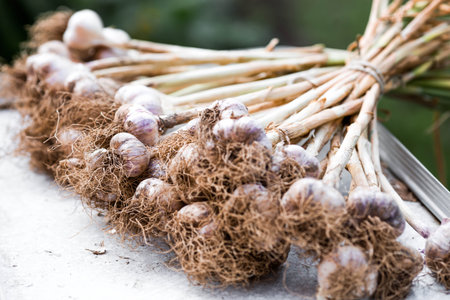 Banner. Large bulb of food garlic on drying. In the background is the texture of the vegetable garlic plant. Harvest in summer or autumn.の写真素材