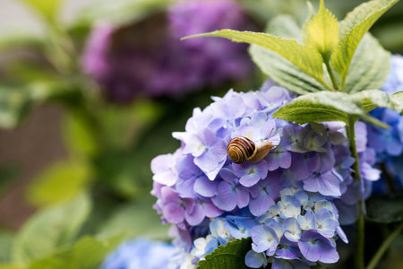 A garden pest. Grape snail (Helix pomatia) on a flowering hydrangea. An edible snail. A terrestrial gastropod mollusk of the Helicidae family.の写真素材