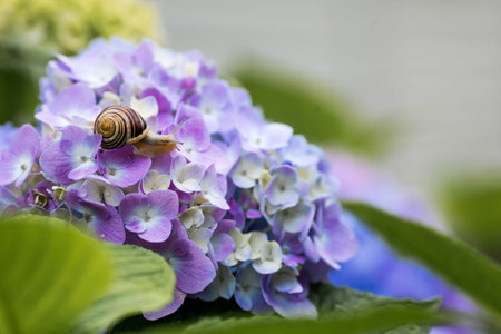 A garden pest. Grape snail (Helix pomatia) on a flowering hydrangea. An edible snail. A terrestrial gastropod mollusk of the Helicidae family.の写真素材