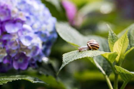 Grape snail (Helix pomatia) on a flowering hydrangea. An edible snail. A terrestrial gastropod mollusk of the Helicidae family.の写真素材