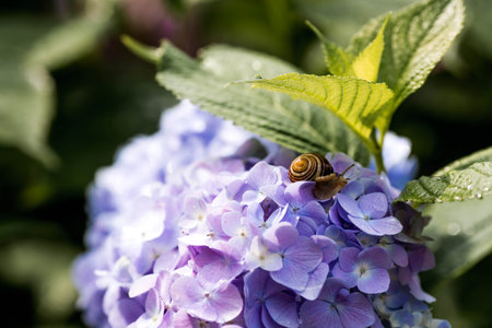 A garden pest. Grape snail (Helix pomatia) on a flowering hydrangea. An edible snail. A terrestrial gastropod mollusk of the Helicidae family.の写真素材