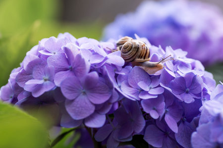 A garden pest. Grape snail (Helix pomatia) on a flowering hydrangea. An edible snail. A terrestrial...
