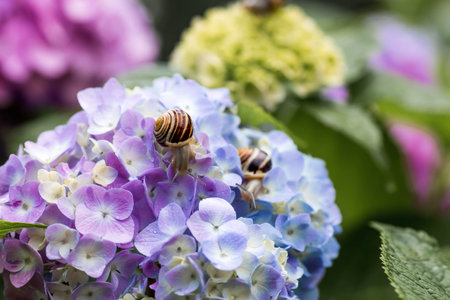 A garden pest. Grape snail (Helix pomatia) on a flowering hydrangea. An edible snail. A terrestrial gastropod mollusk of the Helicidae family.の写真素材