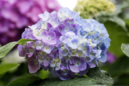 A garden pest. Grape snail (Helix pomatia) on a flowering hydrangea. An edible snail. A terrestrial gastropod mollusk of the Helicidae family.の写真素材