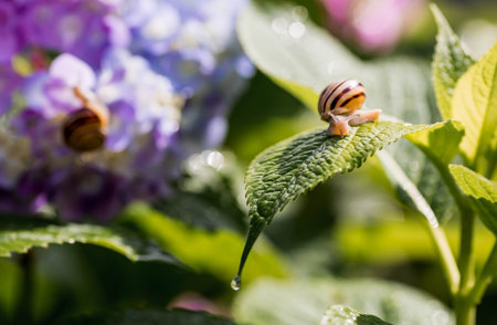 A garden pest. Grape snail (Helix pomatia) on a flowering hydrangea. An edible snail. A terrestrial gastropod mollusk of the Helicidae family.の写真素材