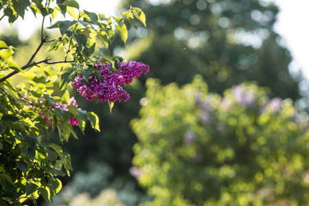 Banner. Delicate purple lilac blooms in the park. Flowers at sunset. The glow from the sun....