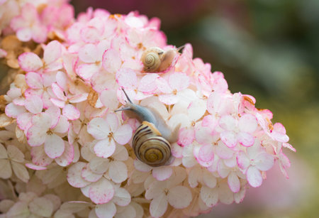 Terrestrial gastropod mollusk of the Helicidae family. Grape snail (Helix pomatia) on a flowering...