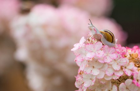 Terrestrial gastropod mollusk of the Helicidae family. Grape snail (Helix pomatia) on a flowering...