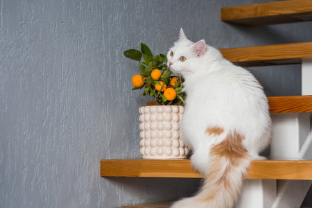 Pet care. A young white fluffy cat is sitting on the stairs in the house.の写真素材