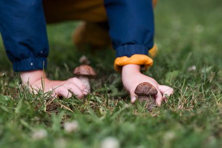 A mushroom picker in the forest is picking mushrooms. Close-up of L