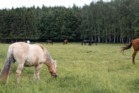 Beautiful horses in the pasture. The horses are in the paddock. Livestock. Beautiful natural landscape.の写真素材