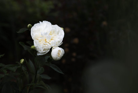 Close-up of a blooming white peony. Flower and bud in raindrops. Green natural background. Flowering...
