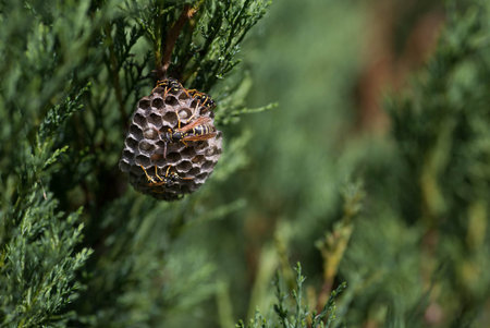 Wasps sitting on a honeycomb nest in close-up. Wasps on a nest located on a juniper branch....